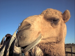 Bubble Baths, Lawyers and Camels: Notaries Share Stories Of Their Strangest Assignments